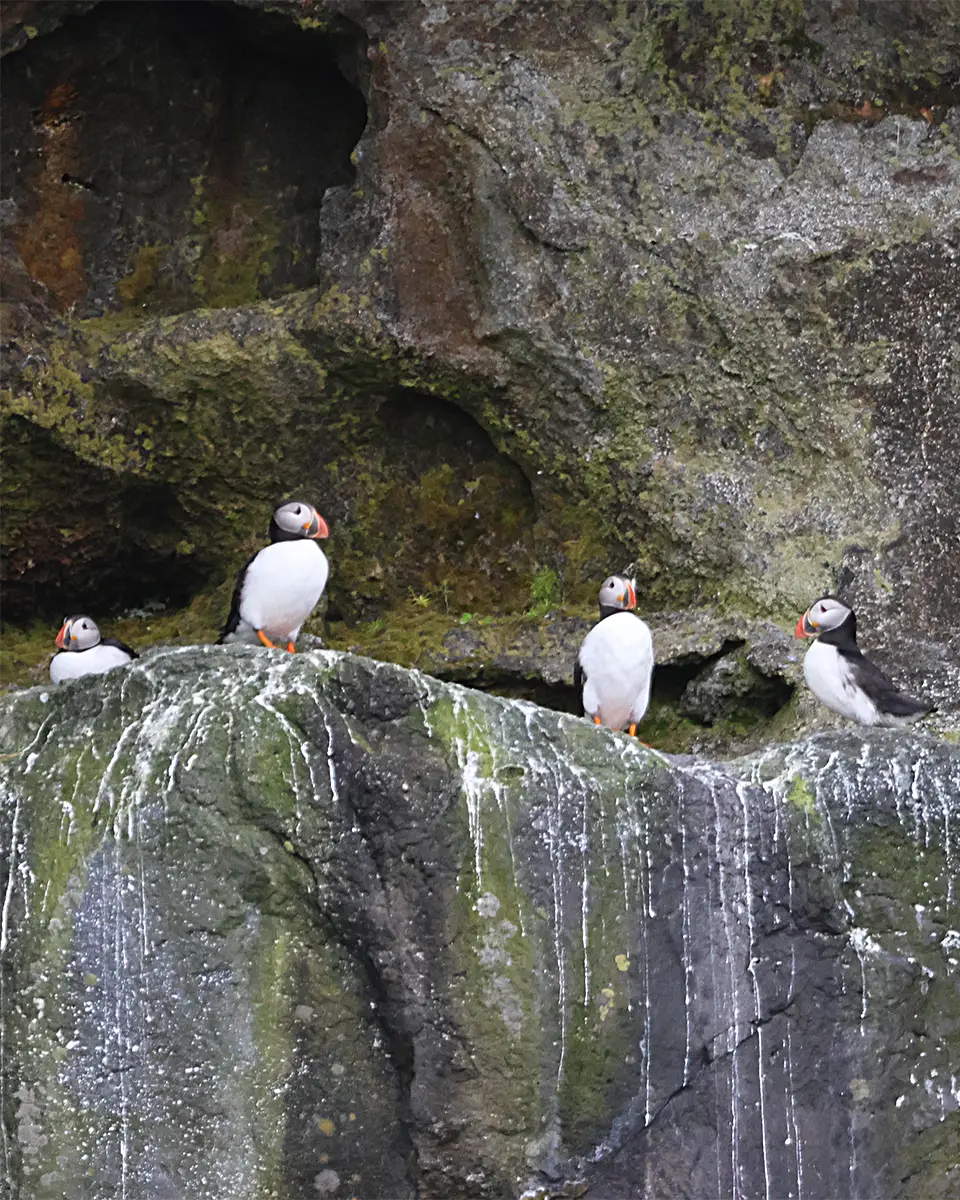 Sightseeing Around Nólsoy to see Puffins - Image 2