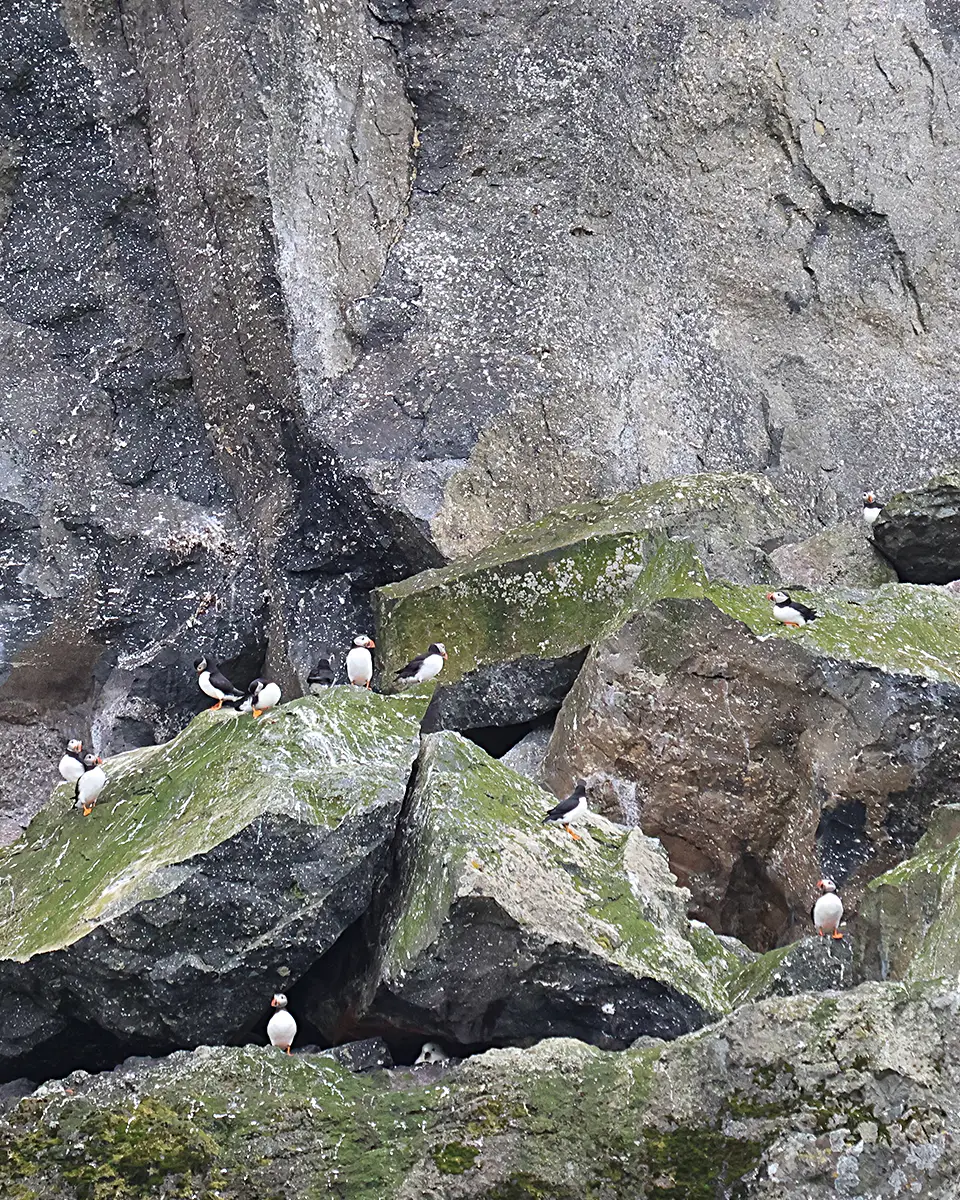 Sightseeing Around Nólsoy to see Puffins - Image 3
