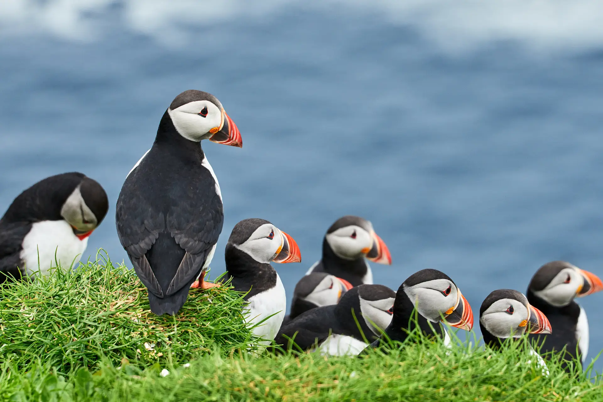Sightseeing Around Nólsoy to see Puffins